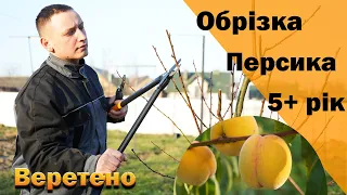 Обрізка персика на веретено. Дорослий персик 5+ рік росту.