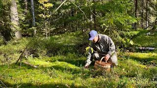 МОЛОДЫЕ ГРИБЫ в конце Сентября. Грибы