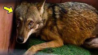 A Dying Wolf Was Left In A Ditch 5 Days, Until A Man Stops And Something Unbelievable Happens!