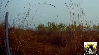 Охота в Узбекистане. красивый выстрел (фазан)