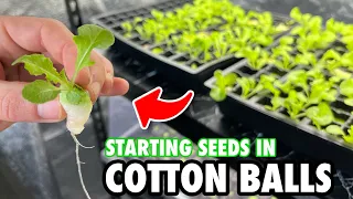 Cotton Balls: A Cheap Alternative Seed Starting Method
