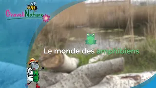 Le monde des amphibiens