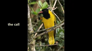 Black-headed Oriole vocalisations