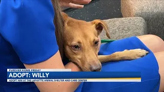 Adopt Willy! Lafayette Animal Shelter and Care Center's Pet of the Week
