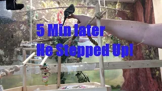 Budgies for Dummies | Budgie Training 5 Min After Clipping Wings