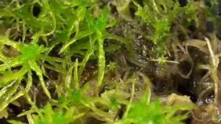 How to Grow Sphagnum Moss "Before and After!" Part 3 of 3