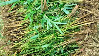 Bamboo Rhizome plants