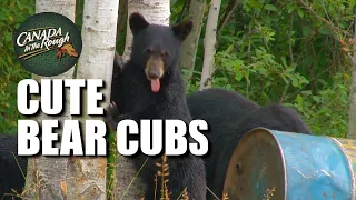 Adorable Bear Cubs (OMG!) | Best of Animals | Canada in the Rough