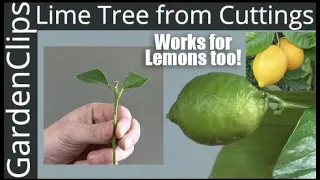 How to Grow Lime Trees from Clippings - Easy fast way to grow Lime Trees & Lemon Trees from Cuttings