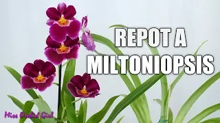 Repotting a new Miltoniopsis Orchid - When and how