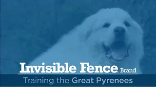 Training a Great Pyrenees to Use the Invisible Fence® Brand System