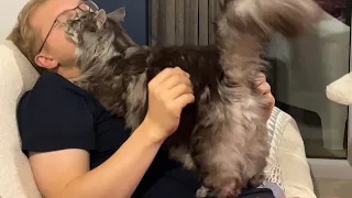 Wholesome Cat Video 🔊How Loving Maine Coons Can Be 😻