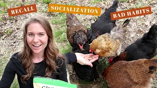 HOW TO TRAIN BACKYARD CHICKENS | Friendlier Chicks, Egg Laying Hen Recall, Break/Prevent Bad Habits
