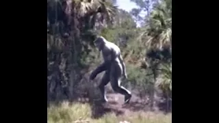 Bigfoot spotted by major highway in broad daylight.  From the files of the BFRO.