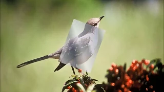 Au chant de l'aube