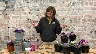 How to Care for African Violet Plants ENGLISH GARDENS