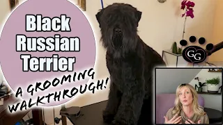 Grooming a Black Russian Terrier - A walkthrough of grooming a beautiful pet BRT - Gina's Grooming