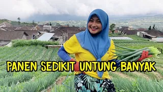 PANEN BAWANG DAUN TAPI DAUNYA SAJA