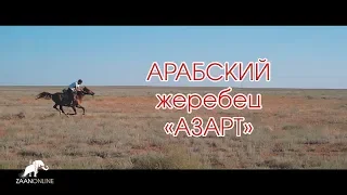 Улан-Хольский арабский жеребец "Азарт"