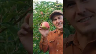 First Every Orchard Tour video live now on my channel! #garden #gardening #fruit #fruittrees #figs