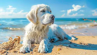 10 Hours Music Relax 🎵 Calming Piano Music For Dog ♬ Instantly Soothe Your Anxious Dog