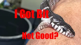 Mangrove Snake Bite Verses Hornet Sting, 1st 24 Hours. Part 1.