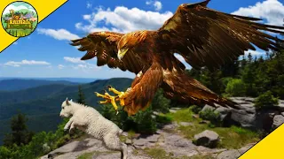 Most Spectacular Eagle Attacks Caught On Camera