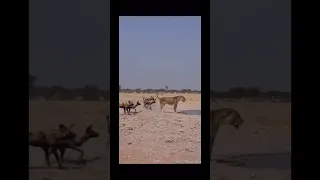 A LIONESS SURROUNDED BY HYENAS IS FIGHTING FOR HER LIFE!! 🦁/ LVICE OBKLÍČENÁ HYENAMI BOJUJE O ŽIVOT