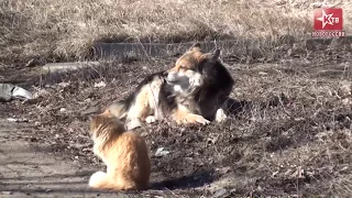 Дебальцево   город призрак