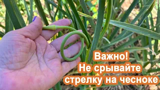 Важно! Не вырывайте стрелку чеснока. Все совершают ошибку. Информация увеличения головки чеснока.