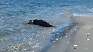 February 19, 2024- Grey seal #24-002 release & Harp seal relocation