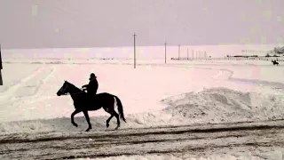 Ждем Кинг прайда и Кардинала