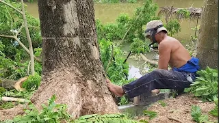 Vua Khỉ Cưa Cây Còng Cao Khủng Dưới Mé Sông. Sawing a giant tall Saman tree