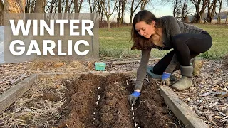 Planting Garlic in WINTER ❄️