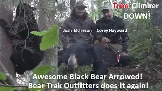 Bear shot with arrow & Climbs Tree CRAZY Black Bear Archery bow hunt great bow kill