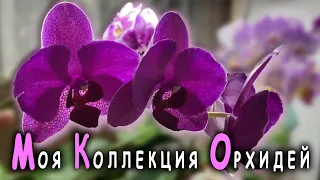 Моя коллекция орхидей. Обзор фаленопсисов