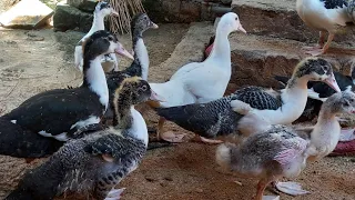 نص حبايه زي السحر هتقضي علي اي نوع اسهال فالبط ووصفه اعشاب رهيبه من البيت هتمنع اي اسهال وموت مفاجيء