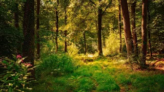🐦 Слушать пение птиц звуки природы в тихом весеннем лесу