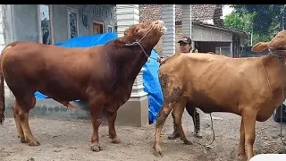 bull & cow sex video new meeting ! village sex