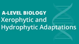 Xerophytes and Hydrophytes | A-level Biology | OCR, AQA, Edexcel