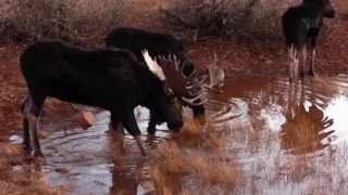 Moose at the Water Hole