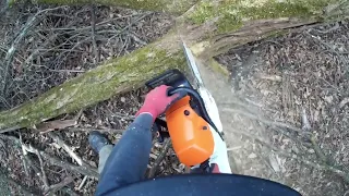 A SHORT VIDEO AFTER A LONG BREAK - WORK WITH STIHL MS 462C