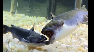 Gulper Catfish Eats Gulper Catfish