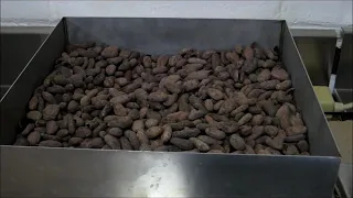 Bean to Bar Chocolate Making Process video