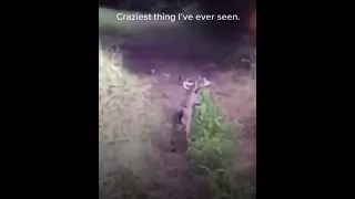 mad deer 🦌 short video