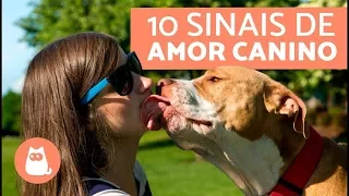 10 sinais de que o seu cachorro te ama