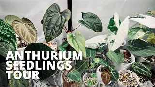 💚 RARE Anthurium Seedlings TOUR 2023 | COOL Hybrids 💚