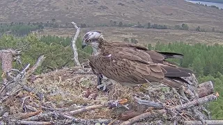 Louis the Loch Arkaig Osprey brings a mid morning snack for Dorcha 8 May 2024 (zoom)