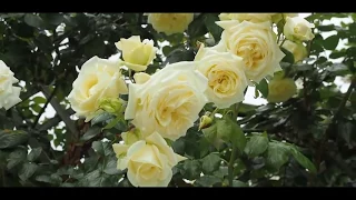 Rose Elfe (Эльф роза)