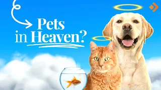 Will Our Pets Be In Heaven? Pastor Allen Nolan Explains